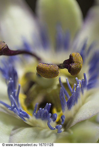 Bluecrown Passionflower stamen  extreme macro and details  botanical