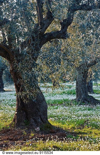 Blume  Baum  Feld  Olive
