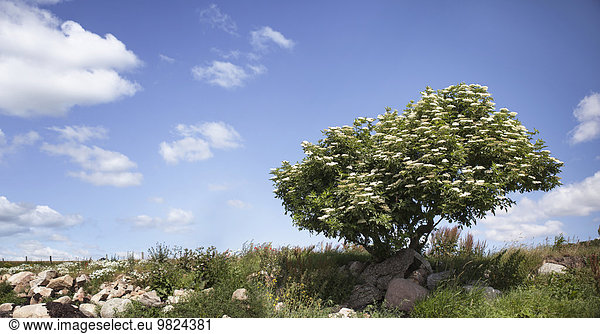 Blume Baum Holunderbeere