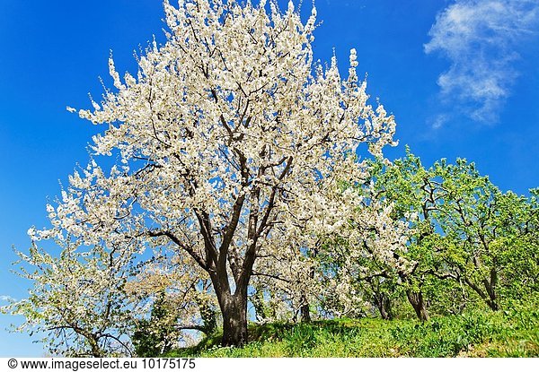 Blume Baum Kirsche