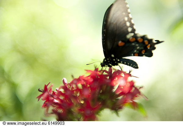 Blume  blühen  Schmetterling  hocken - Tier