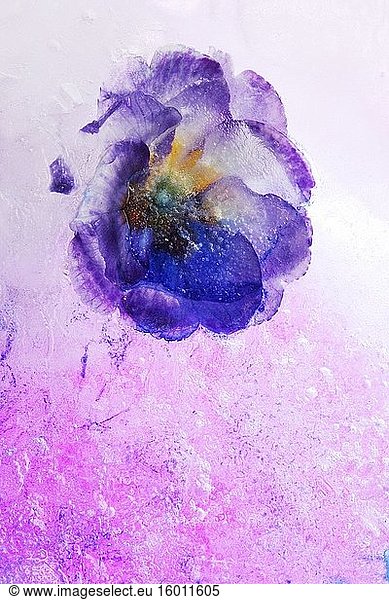 Blume im Eis.