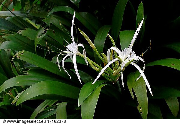 Blume im Garten  Hymenocallis speciosa  die grünblättrige Spinnenlilie  asien  kuba  bahamas