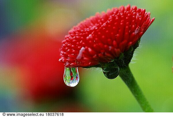 Blume mit Regentropfen