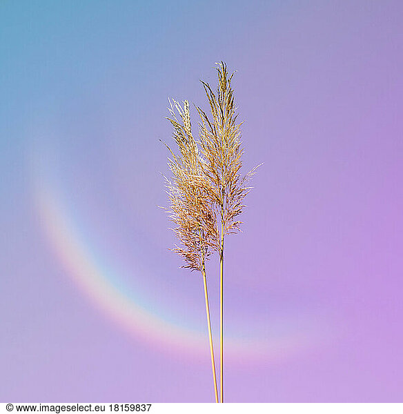 Blume Pflanzen in der Natur und Sonnenuntergang Hintergrund