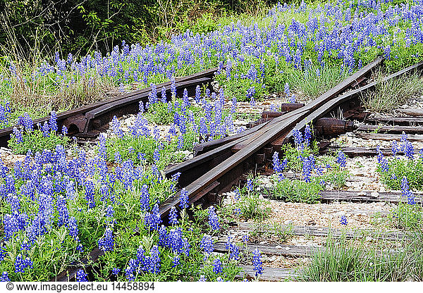 Blumen überwuchern unbenutzte Eisenbahnschienen