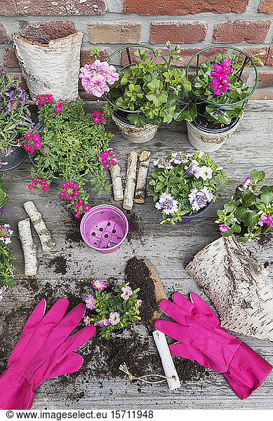 Blumen in Töpfen und Gartenhandschuhen