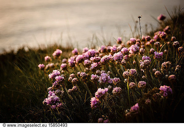 Blumen Küste von Cornwall