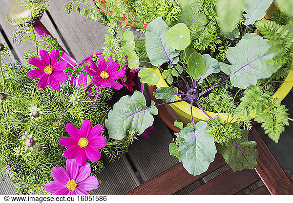 Blumen und Gemüse im Balkongarten
