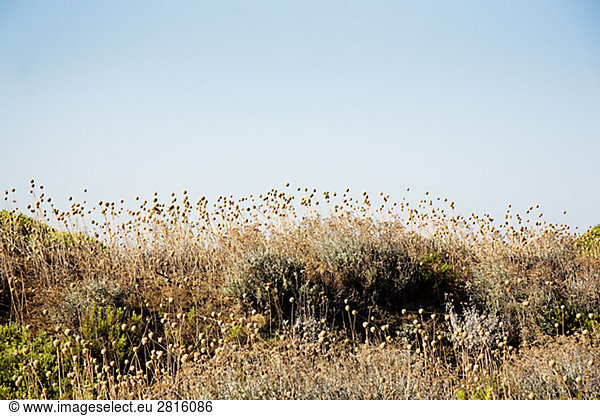 Blumen und Gras auf einer Wiese Griechenland.