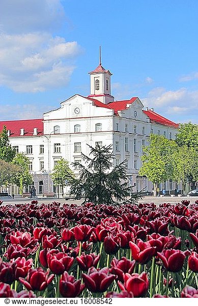 Blumenbeet-Dekoration. Viele Tulpen wachsen in der Stadt. Schöne Frühling Tulpen auf Blumenbeet in der Stadt in hellen Tag. Schöne Architektur der Stadt Tschernihiw und lila Tulpen. Tulpen blühen in der Stadt.
