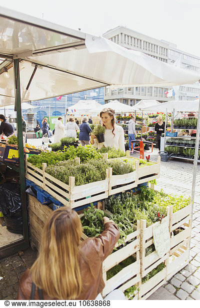 Blumenmarkt Frau Pflanze Vielfalt Markt