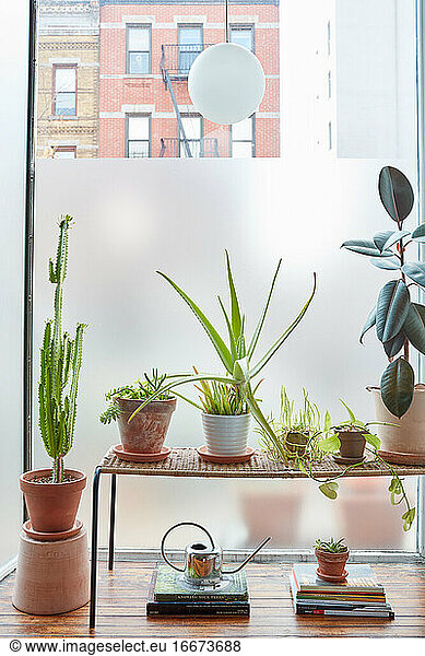 Blumenstillleben im Fenster eines eklektischen Designer-Lofts