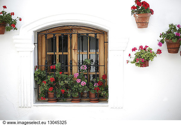 Blumentöpfe auf der Fensterbank