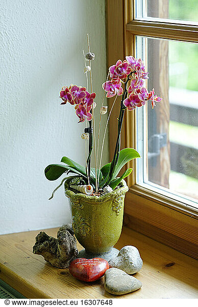 Blumentopf mit Orchidee auf der Fensterbank stehend