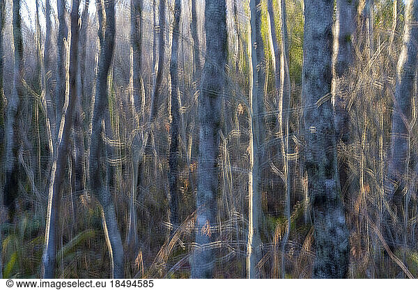 Blurred abstract view of alder tree trunks  in a forest.