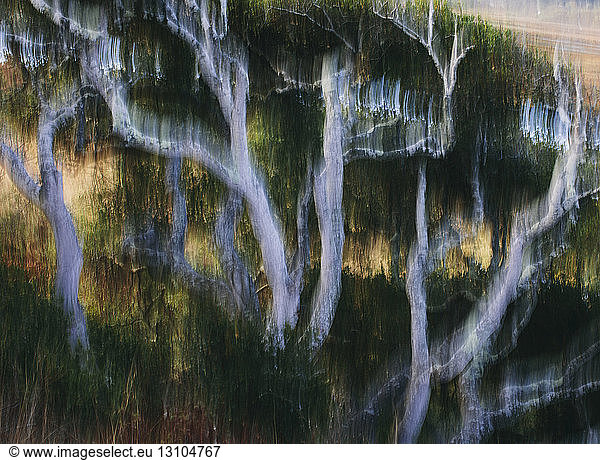 Blurred motion abstract of California  USA. live oak trees  Tomales Bay  Point Reyes National Seashore  California  USA.