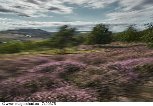 Blurred purple heathland
