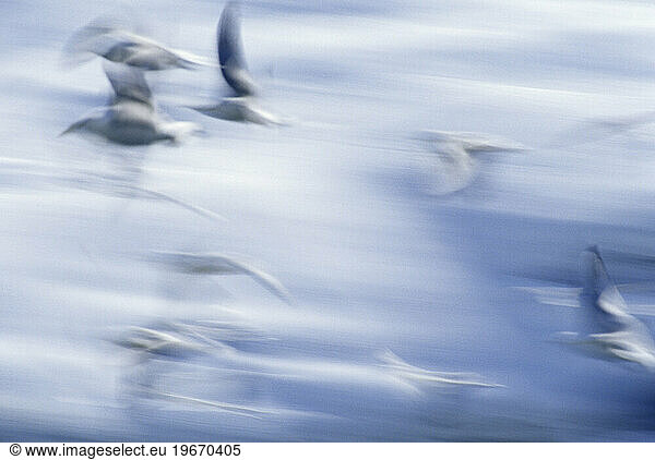 blurred seagulls flying  Alaska