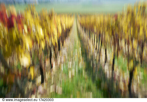 Blurry vineyard path