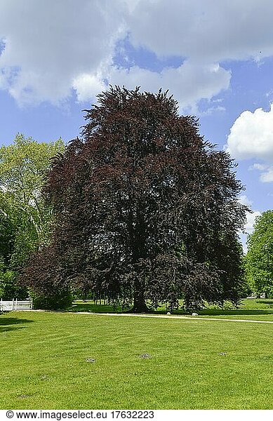 Blutbuche (Fagus sylvatica f. purpurea) Fürst-Pückler-Park Branitz Cottbus Brandenburg Deutschland Europa
