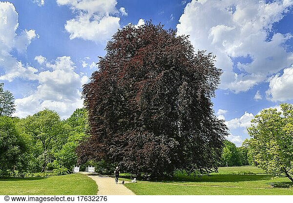 Blutbuche (Fagus sylvatica f. purpurea) Fürst-Pückler-Park Branitz Cottbus Brandenburg Deutschland Europa