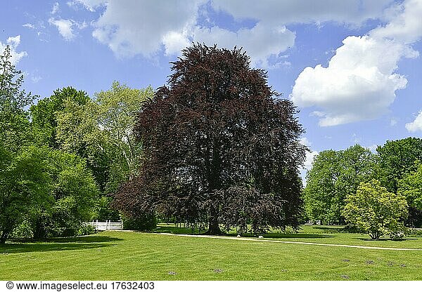 Blutbuche (Fagus sylvatica f. purpurea) Fürst-Pückler-Park Branitz Cottbus Brandenburg Deutschland Europa