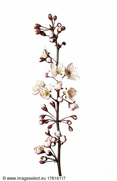 Blutpflaume  Kirschpflaume (Prunus cerasifera)  freigestellt  weißer Hintergrund  Studioaufnahme