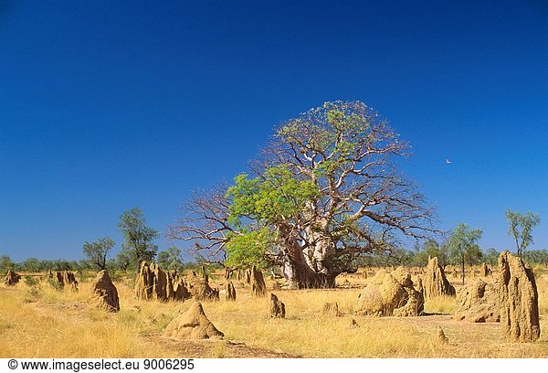 Boab tree with termite mounds  Kimberley region  Western Australia
