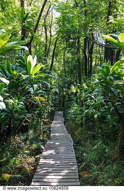 Boardwalk through rainforest  Haleakala  Hawaii  USA