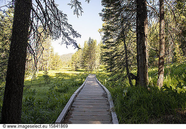Boardwalk through valley in Northern California forest wetlands