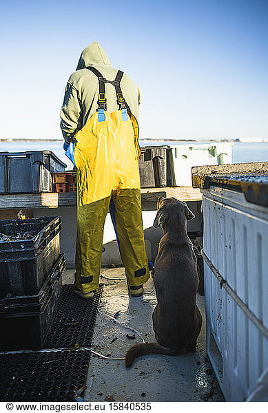 Boat dog hoping to get bait fish on shellfishing boat