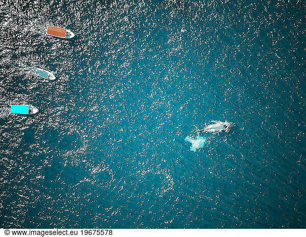 Boats are chasing whales in the Pacific Ocean near Baja California
