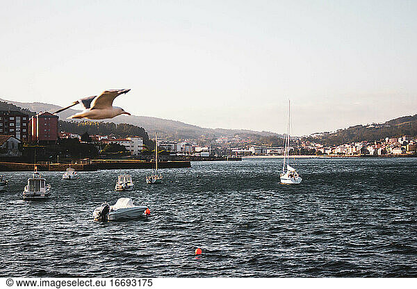 boats in the harbor with seagull flying