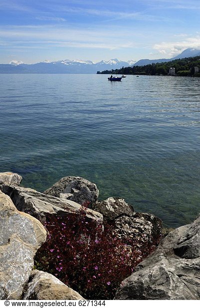 Boats on Lac Leman (Lake Geneva)  Evian-les Bains  Haute-Savoie  France  Europe