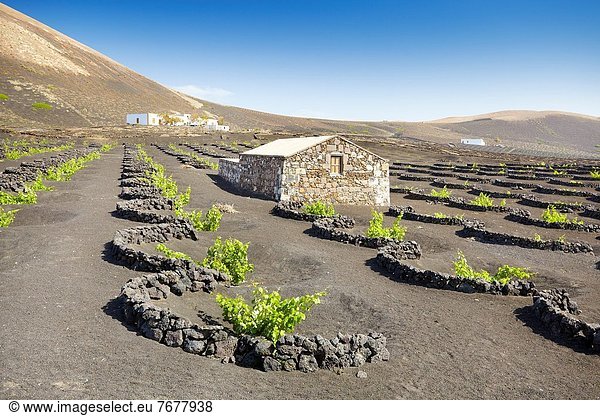 Boden Fußboden Fußböden Vulkan Kanaren Kanarische Inseln Plantage Spanien Reben Lanzarote