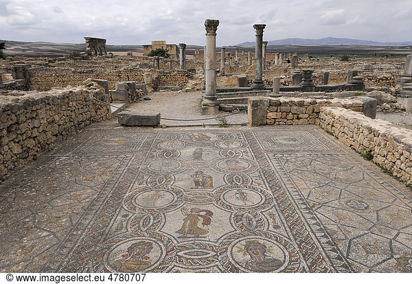 Bodenmosaik  archäologische Ausgrabung der antiken römischen Stadt Volubilis  UNESCO-Weltkulturerbe  Marokko  Afrika