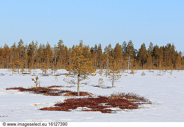 Bog covered with snow at spring