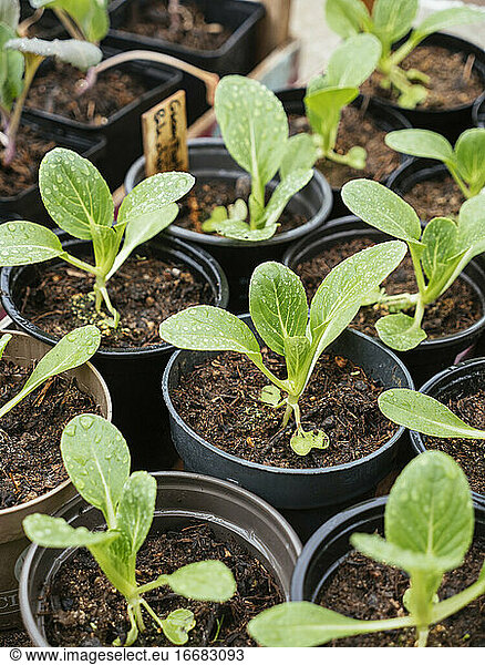 Bok choy seedlings in nursery pots.