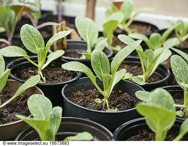 Bok choy seedlings in nursery pots