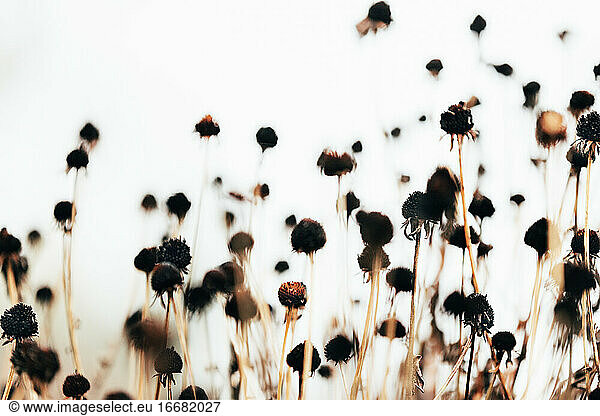 Bold dried flowers in winter. White background  lower perspective.