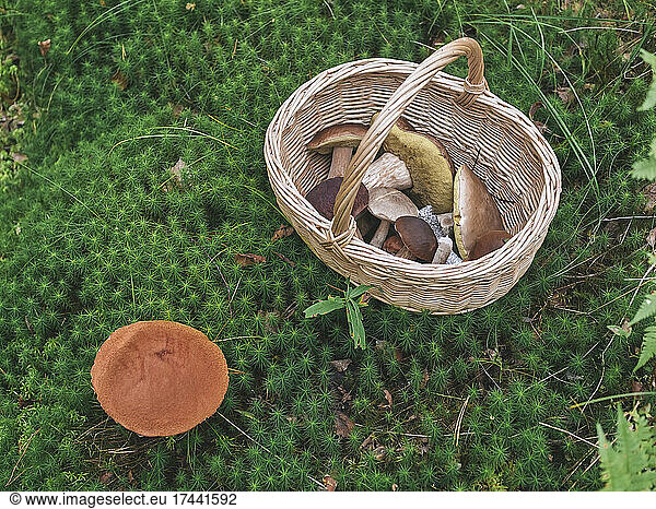 Bolete mushroom by basket on plants in forest