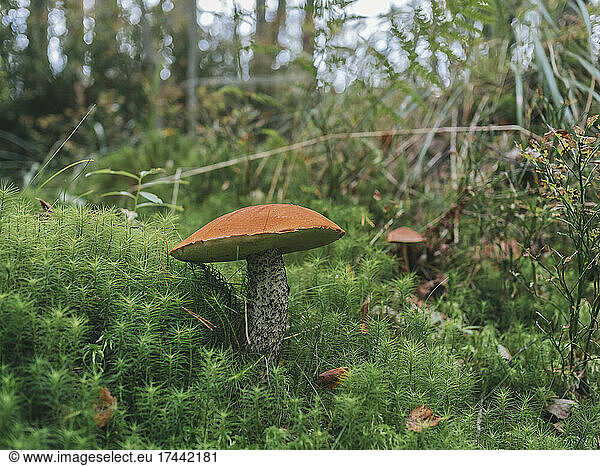 Boletus mushroom amidst plants in forest
