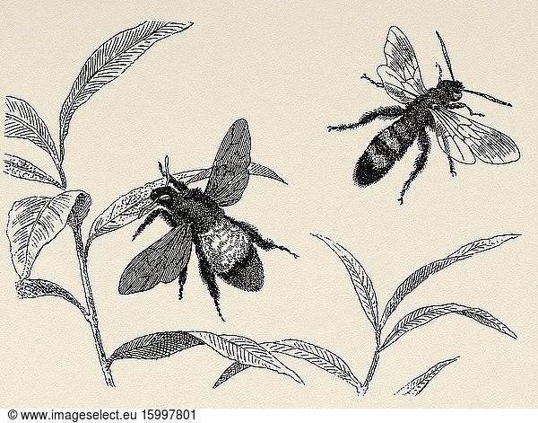 Bombus ruderatus is a species of long-tongued bumblebee found in Europe and parts of Africa  it is the largest bumblebee in Europe. Old engraved animal illustration 19th century.