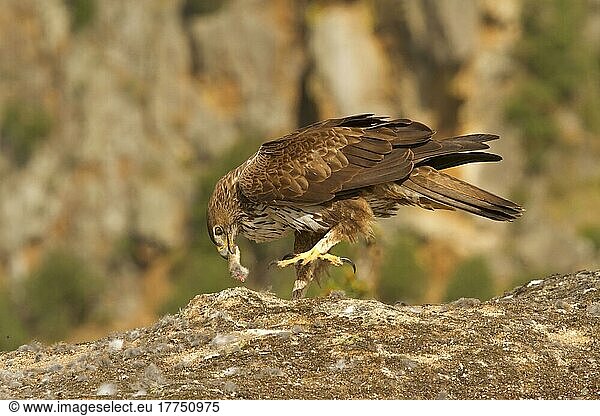 Bonelli's Eagle (Aquila fasciata) adult  feeding on European Rabbit (Oryctolagus cuniculus) prey  Castilla y Leon  Spain  Europe