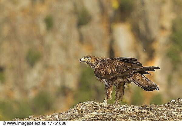 Bonelli's Eagle (Aquila fasciata) adult  standing on rock with fur from European Rabbit (Oryctolagus cuniculus) prey  Castilla y Leon  Spain  Europe