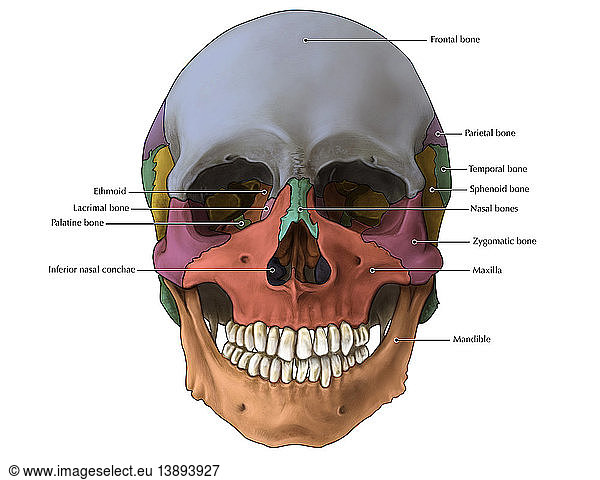 Bones of the Skull (Anterior) Bones of the Skull (Anterior),annotated ...