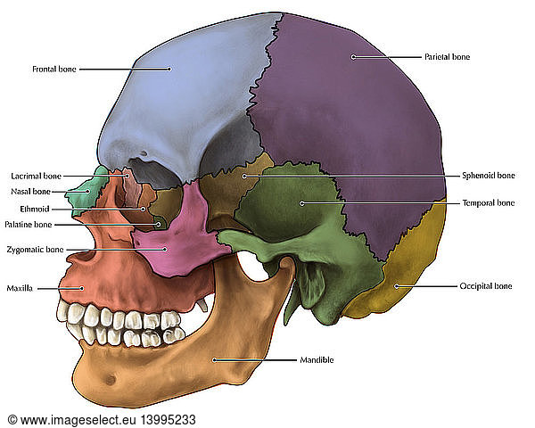 Bones Of The Skull Lateral Bones Of The Skull Lateral Annotated