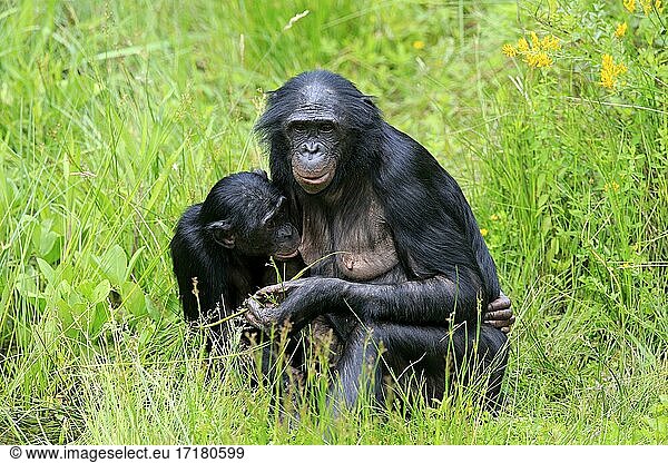Bonobo  Zwergschimpanse (Pan Paniscus)  adult  weiblich  Mutter  fressend  Jungtier  säugend  Sozialverhalten  gefährdete Art  captive