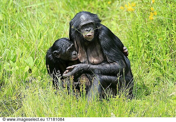 Bonobo  Zwergschimpanse (Pan Paniscus)  adult  weiblich  Mutter  fressend  Jungtier  säugend  Sozialverhalten  gefährdete Art  captive
